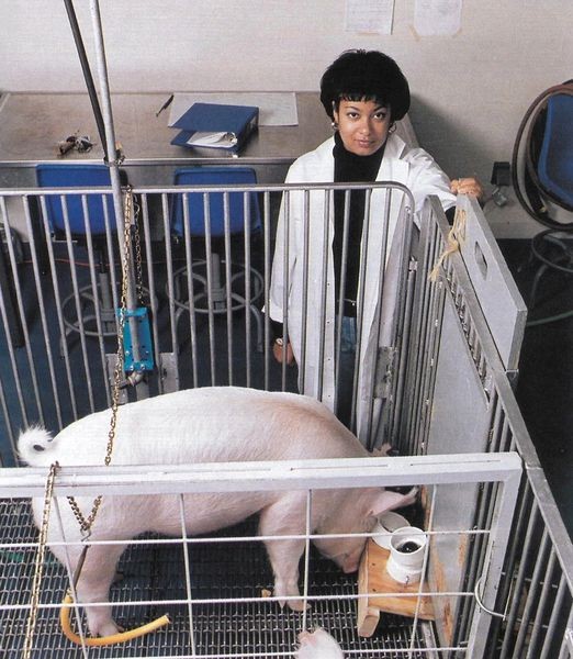 FOTO // Din seria fantasticului. Patru porci au învățat să joace un joc video